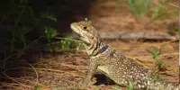 সান্ডা বা দব খাওয়া হালাল নাকি হারাম?